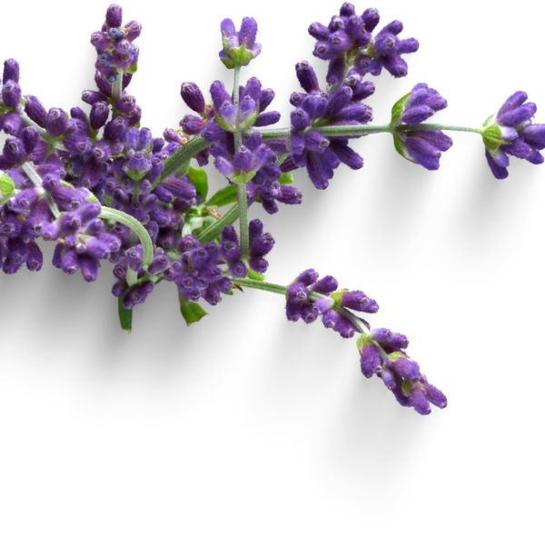 Lavanda Aromaterapia Carmen Roldán