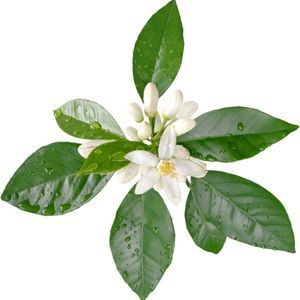 Psicoaromaterapia: qué es y cómo puede ayudarte con las emociones 6 Psicoaromaterapia Neroli flor azahar