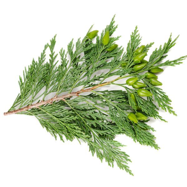 Ciprés Aromaterapia Carmen Roldán