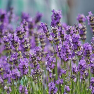Psicoaromaterapia: qué es y cómo puede ayudarte con las emociones 7 Psicoaromaterapia lavanda