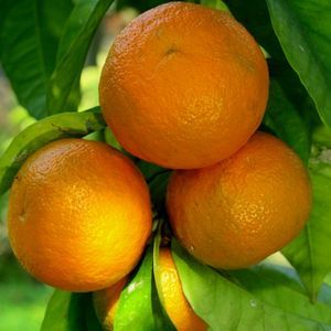 Psicoaromaterapia: qué es y cómo puede ayudarte con las emociones 8 Psicoaromaterapia naranjo amargo hojas